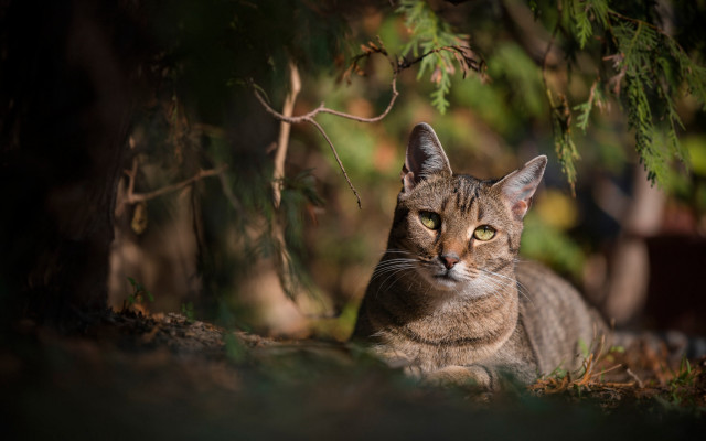 Cat sad under tree yellow free wallpaper - medium preview image