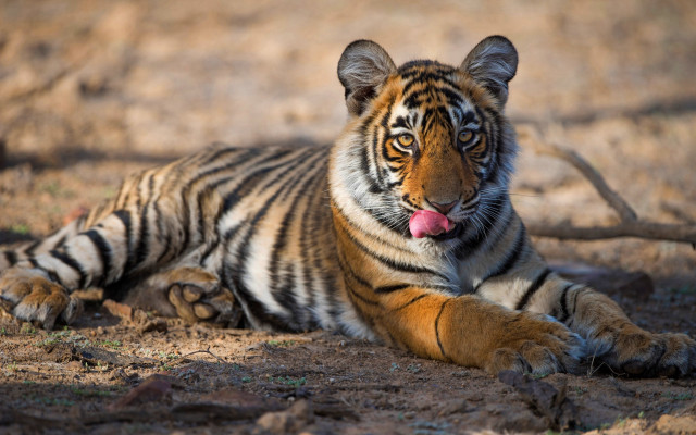 Tiger laying outdoor blurry depthoffield free wallpaper - medium preview image