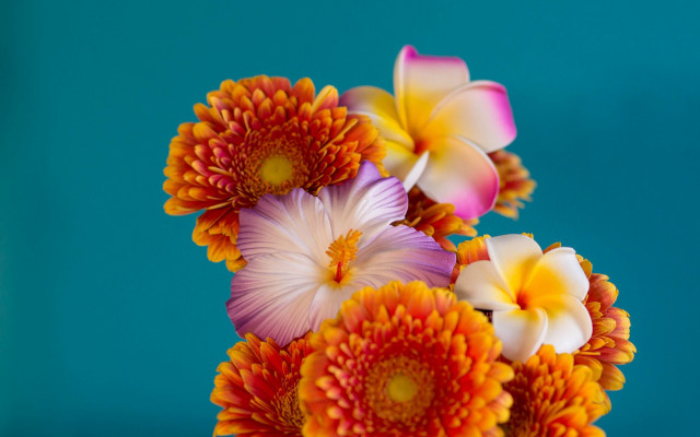 Vase flowers blue background still free wallpaper - medium preview image