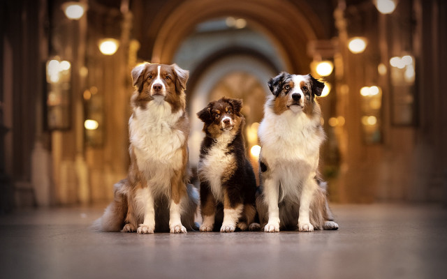 Three dogs hallway arches bokeh free wallpaper - medium preview image