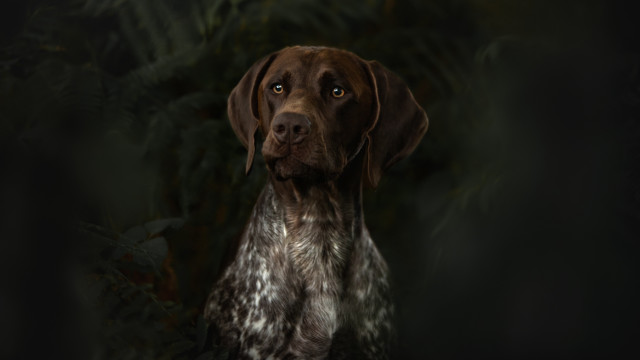 Dog leaves plants dark background free wallpaper - medium preview image