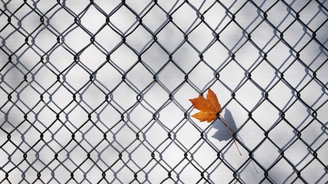 Leaf fence macro autumn net free wallpaper - medium preview image