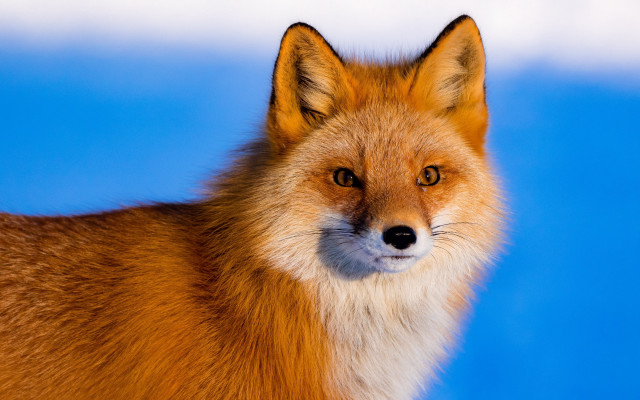 Fox closeup blue clouds lightbrown free wallpaper - medium preview image