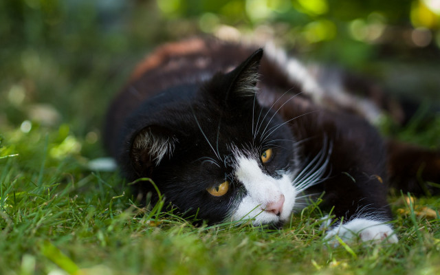 Black cat laying in grass #2 free wallpaper - medium preview image