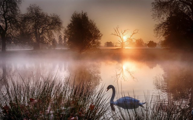 Swan lake sunset fog photorealistic free wallpaper - medium preview image