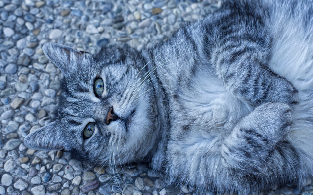 Cat back gravel eyes wide free wallpaper - medium preview image