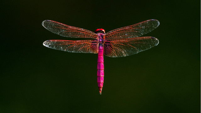 Dragonfly red tip glowing macro free wallpaper - medium preview image