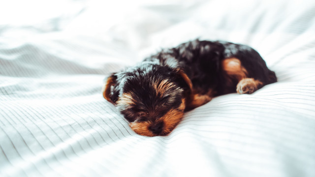 Small dog sleeping white sheets free wallpaper - medium preview image