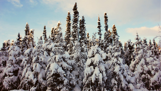 Snowy trees blue sky autumn #2 free wallpaper - medium preview image