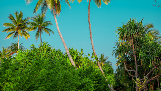 Palm trees forest blue sky free wallpaper - medium preview image