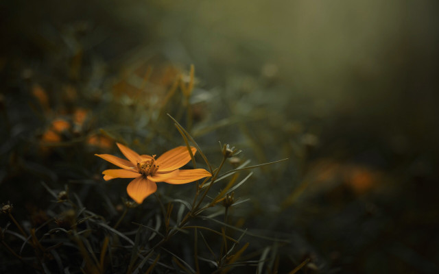 Yellow flower grass background macro free wallpaper - medium preview image