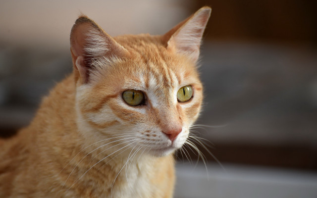 Cat green eyes blurry background #5 free wallpaper - medium preview image