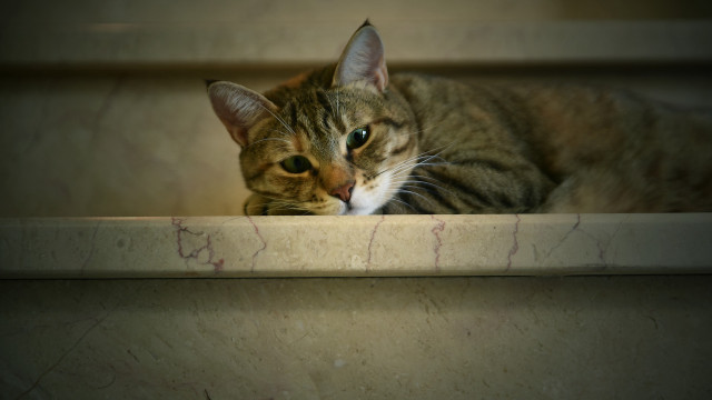 Cat ledge serious eye photorealism free wallpaper - medium preview image