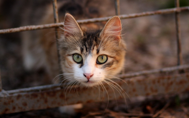 Cat fence green eyed background free wallpaper - medium preview image
