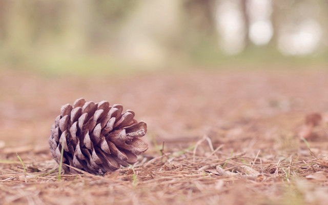 Pine cone woods grass sunset free wallpaper - medium preview image