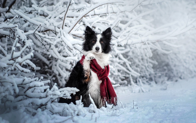 Dog snow winter scarf blackwhite free wallpaper - medium preview image