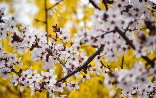 Cherry blossoms flower field impressionism free wallpaper - medium preview image