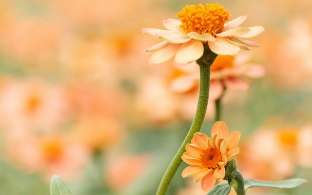 Yellow flower green stem macro #2 free wallpaper - medium preview image