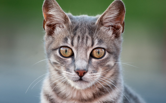 Cat large yellow eyes photorealistic free wallpaper - medium preview image