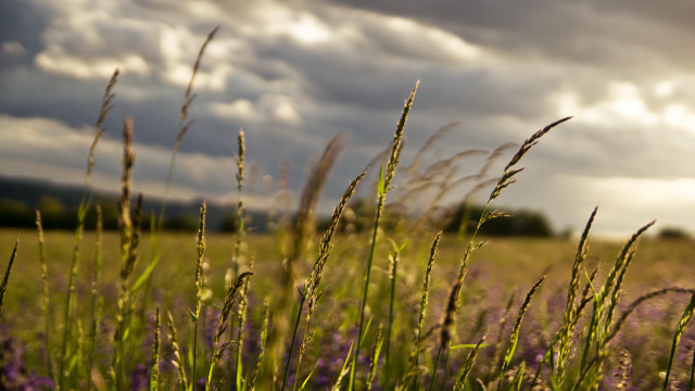 Grass flowers clouds sunbeam mountains free wallpaper - medium preview image