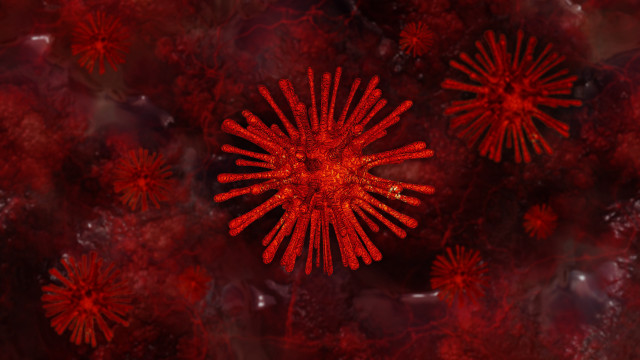 Red flower black background autumn free wallpaper - medium preview image