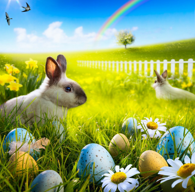Rabbit bunny daisies grass butterfly free wallpaper - medium preview image