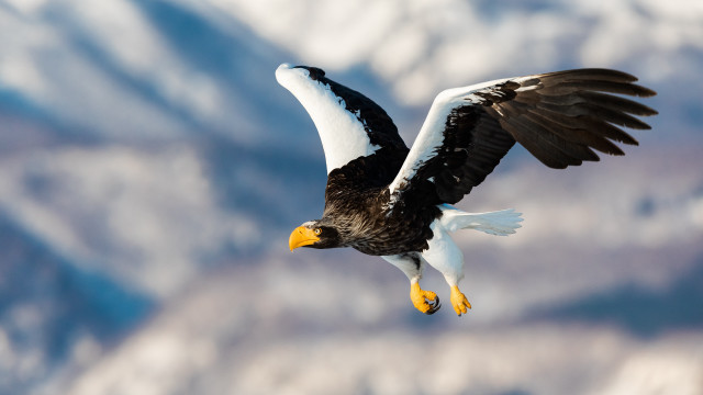 Bald eagle flying mountains sunset free wallpaper - medium preview image
