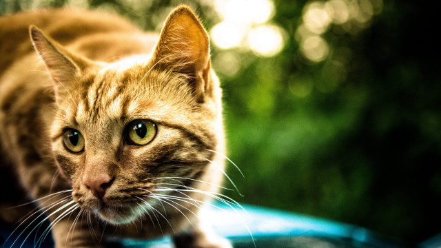 Cat car looking camera blurry free wallpaper - medium preview image