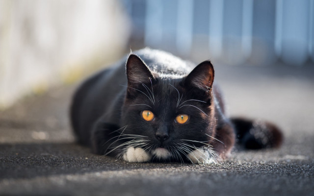 Black cat yellow eyes symmetrical #3 free wallpaper - medium preview image