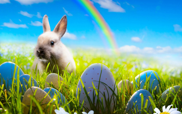 Bunny grass eggs daisies rainbow free wallpaper - medium preview image