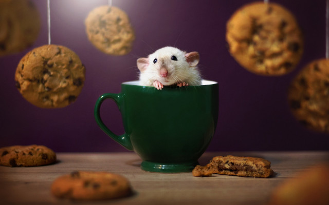 Mouse cup cookies string blurry free wallpaper - medium preview image