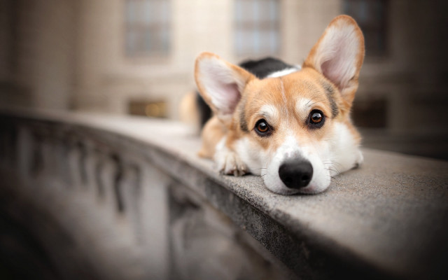 Sad shiba inu ledge animal free wallpaper - medium preview image
