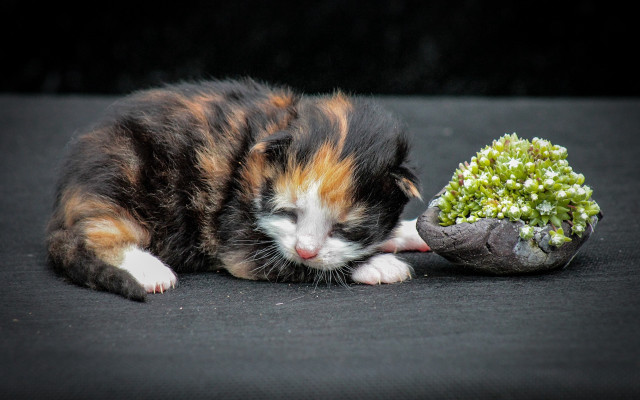 Cat plant rock moss informel free wallpaper - medium preview image