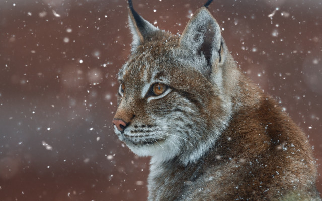 Lynx snow fur starry night free wallpaper - medium preview image
