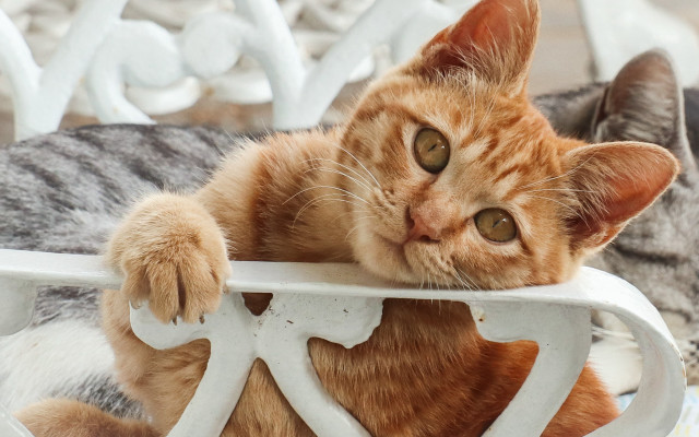 Curious cat on white chair free wallpaper - medium preview image