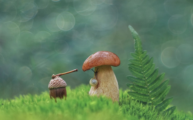 Mushroom house grass fern blurry free wallpaper - medium preview image