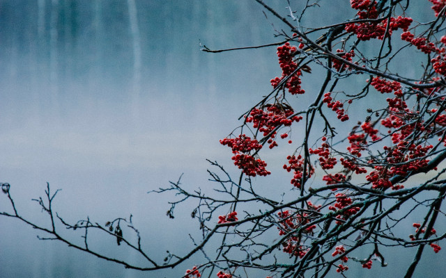 Tree berries waterfall autumn leaves free wallpaper - medium preview image
