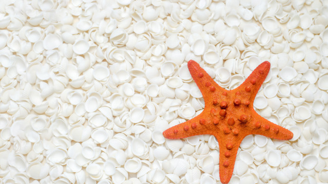 Starfish white shells pebbles red free wallpaper - medium preview image