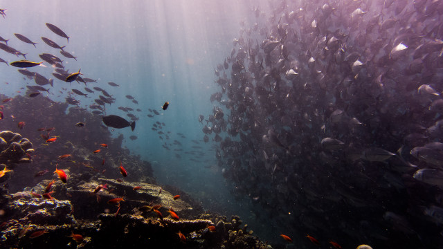 Large fish reef underwater night free wallpaper - medium preview image