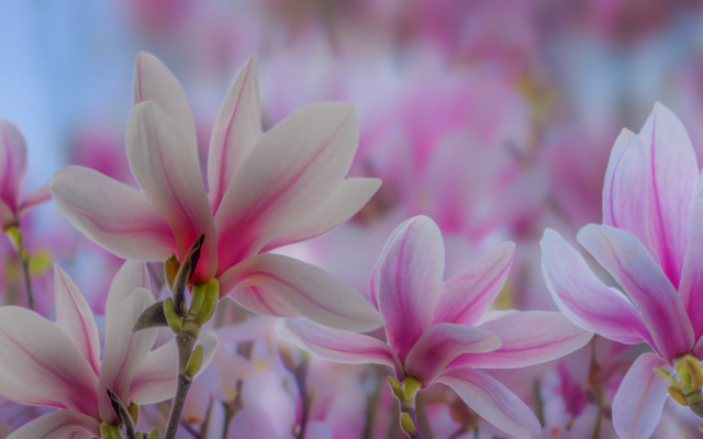 Pink flowers bokeh blurry background free wallpaper - medium preview image