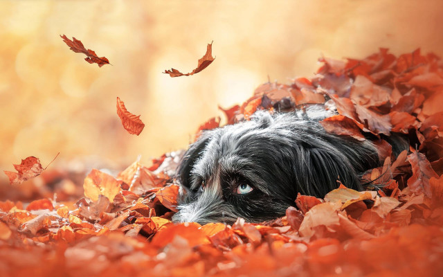Dog leaves fall autumn fire free wallpaper - medium preview image