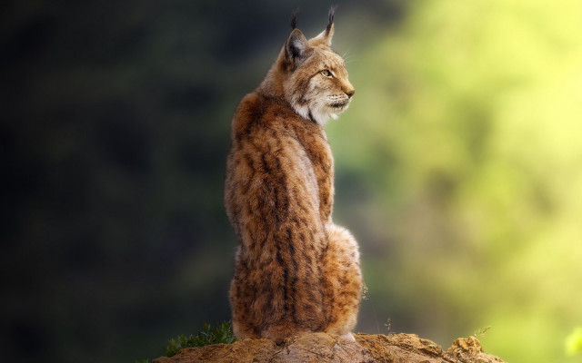Lynx rock outdoor digital naturalism free wallpaper - medium preview image