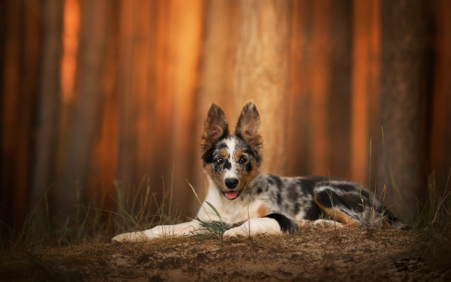 Dog grass forest brown white free wallpaper - medium preview image