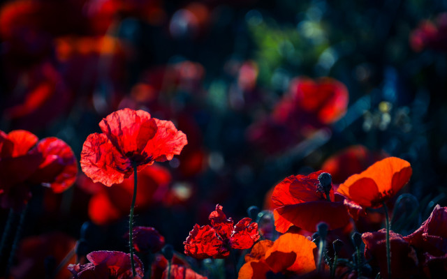 Red flowers bokeh impressionist florianne free wallpaper - medium preview image