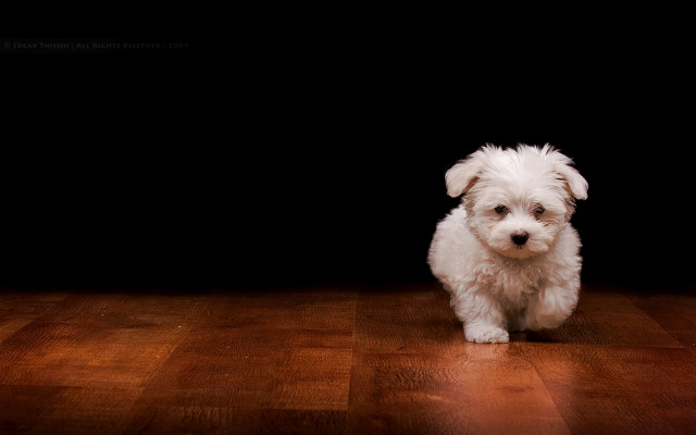 Small white dog wooden floor #2 free wallpaper - medium preview image