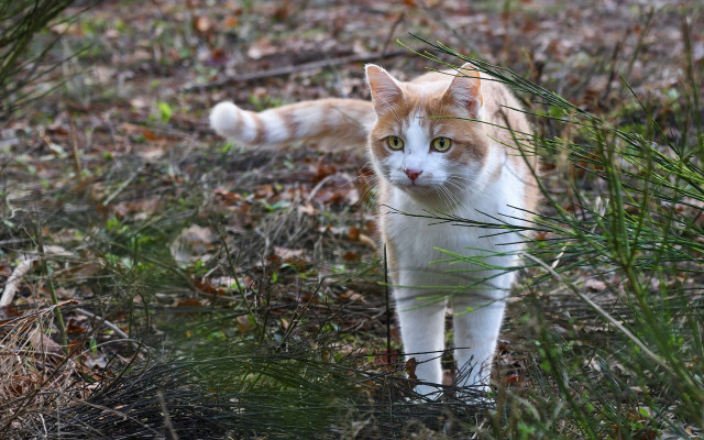 Cat forest leaves grass bush free wallpaper - medium preview image
