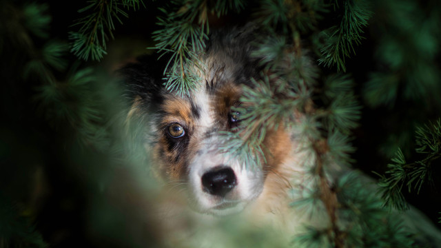 Dog peeking behind branch nose free wallpaper - medium preview image