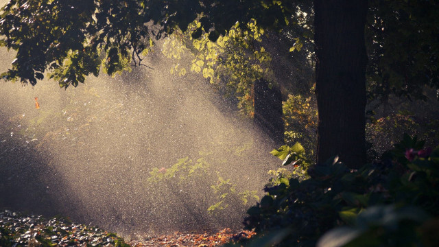 Sprinkler spraying water tree park free wallpaper - medium preview image