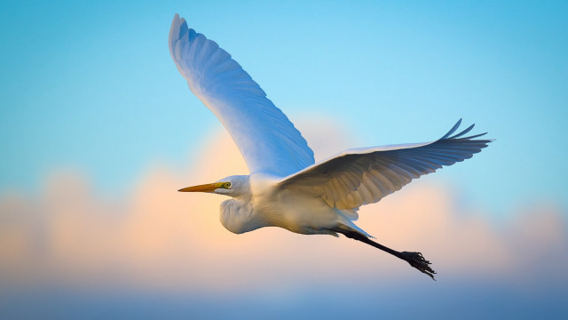 White bird flying blue sky #3 free wallpaper - medium preview image