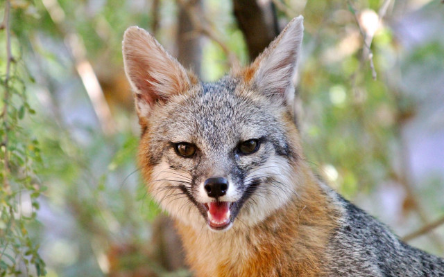 Fox tongue out bokeh blurry free wallpaper - medium preview image